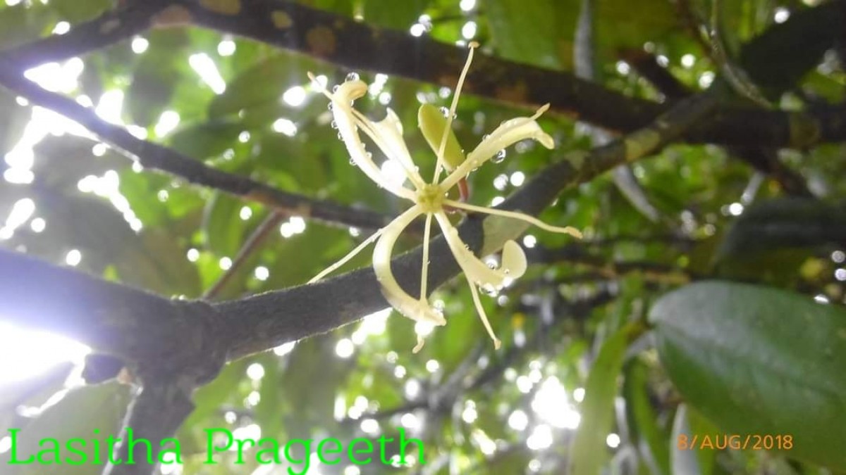 Quassia indica (Gaertn.) Noot.